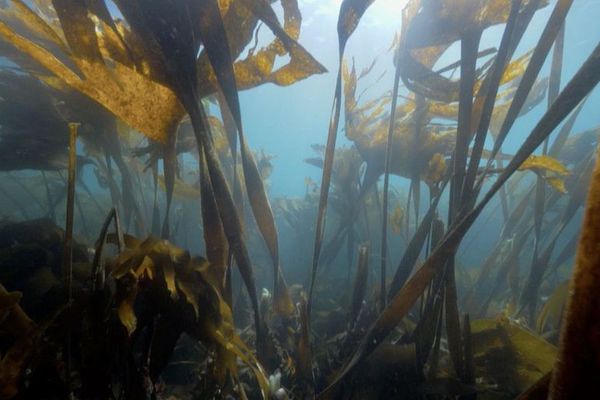 Et si les algues vertes devenaient une ressource durable ? • Les Horizons